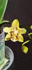 Orchideen Phalaenopsis KS Balm