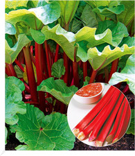 Immertragende Rhabarber Pflanze Livingstone immertragend 1 Pflanze