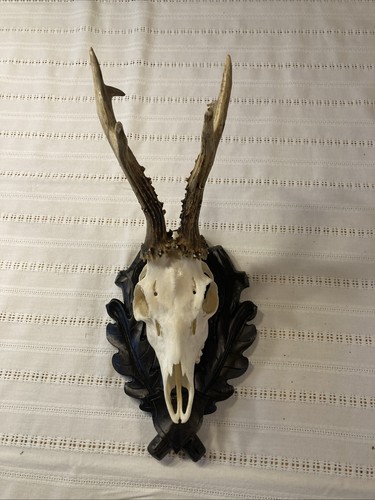 Rehbock kapitale trophäe - rehbock,