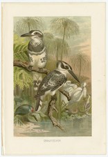 Graufischer Ufer Dschungel