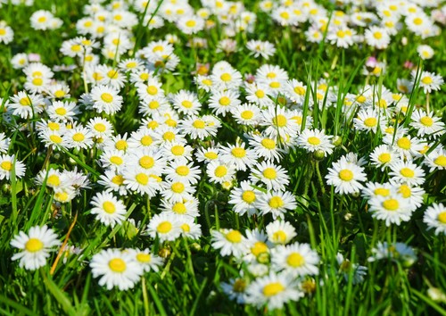 000 samen gänseblümchen - 5.000,