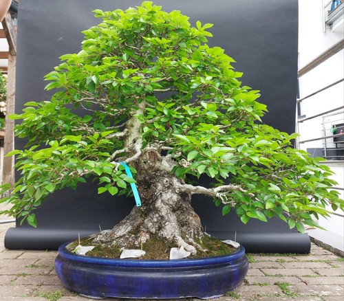 Bonsai jap hainbuche - -,