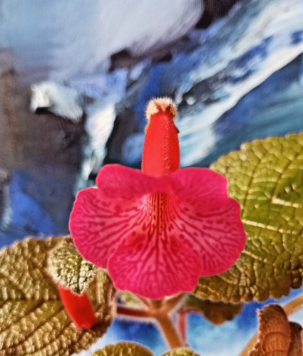 Sinningia wsl hot lava - sinningia,
