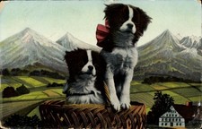 Ak Welpen, Bernhardiner -