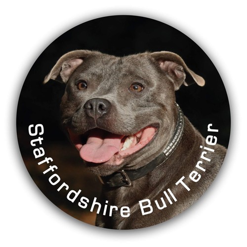 Staffordshire bullterrier - staffordshire,