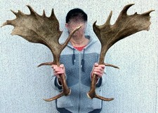 Kapitales paar damhirsch - kapitales,