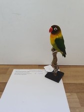 (Art.:N-3716) Schönes Tierpräparat "Agaporniden, Love Bird"