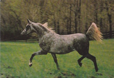 Pferd horse araber - , *