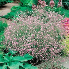 Schleierkraut Gypsophila