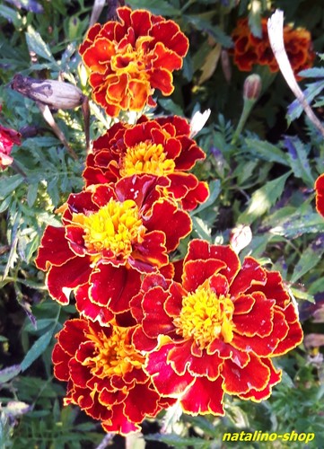 Tagetes brocade red - *brocade, red*