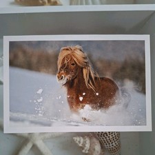 Pferdepostkarte AK Pferd Korsch Shetlandpony 01/2014