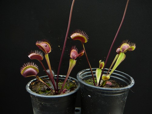 Dionaea muscipula typ red - dionaea,
