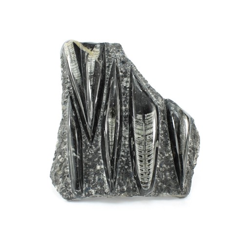 Budawi orthoceras fossilien - budawi®,