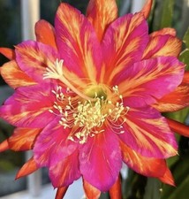 Epiphyllum "Marian Burlingham ", grosse, bewurzelte Stecklinge zu verkaufen