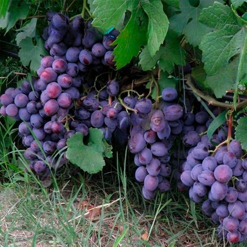 Weinrebe tafeltraube podarok - weinrebe,