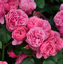 Malerrose Leonardo da Vinci 30-60cm