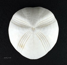 Seeigel, Sea urchin