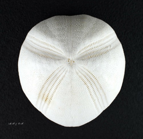Seeigel sea urchin - sea,