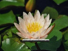 1 Zwergseerose der Sorte