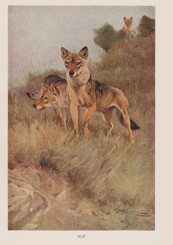 Wolf wölfe - (canis,