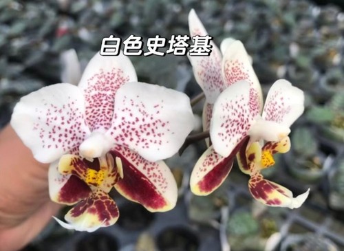 Orchidee phalaenopsis - orchidee,