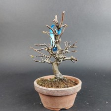 Bonsai - Quitte, Cydonia