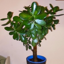 Geldbaum (Crassula ovata) Glücksbringer Pfennigbaum ca.45 cm. hoch; 3cm. dick