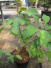 Nelkenzimtbaum - Fieberbaum -