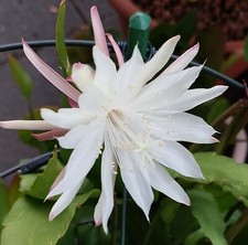 Epiphyllum pumilum 