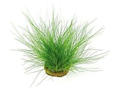 Eleocharis acicularis - Topf Nadelsimse Vordergrund Pflanze Dennerle 492