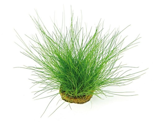 Eleocharis acicularis topf - acicularis,