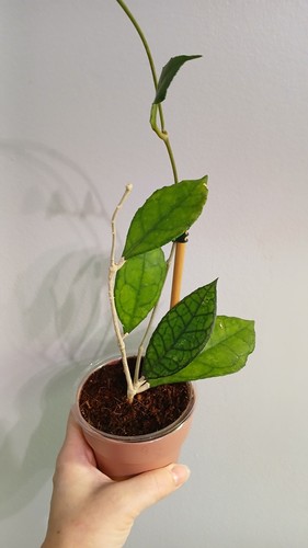 Hoya finlaysonii - hoya,