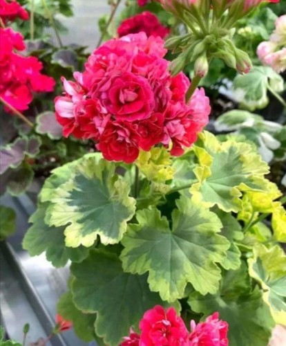 Pelargonie geranie andreas - pelargonie,
