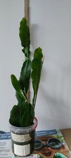 Epiphyllum french gold - Junge Pflanze