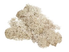 20 g Moos Islandmoos Deko-Moos