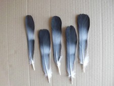 10  Taubenfedern, Naturfedern , 16 cm lang, Basteln , Floristik