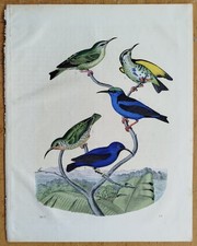 Honigvögel Kolibri - Buch der