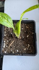 Alraune Mandragora Mandrake