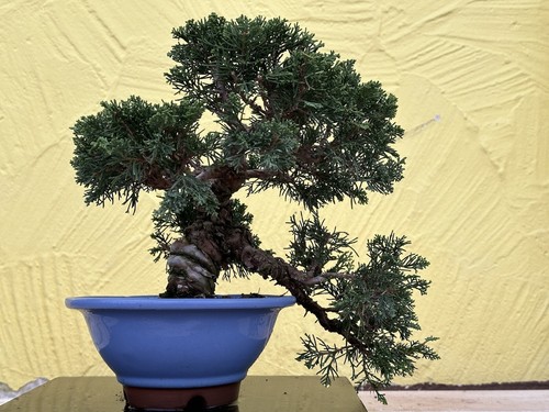 Joe bonsai chin - bonsai, wacholder