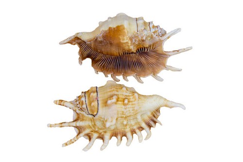 Echte muschel lambis - muschel,