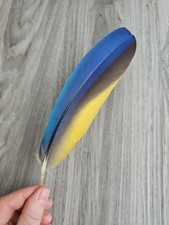 21 cm blaue 💙💛