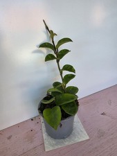 heavenly HOYA Hoya carnosa