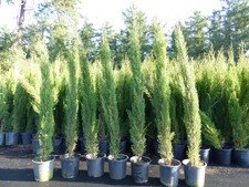 7x Totem 190 - 220 cm Toskana Zypresse Mittelmeerzypresse Säule winterhart 