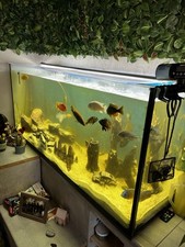 Aquarium Becken mit Zubehör