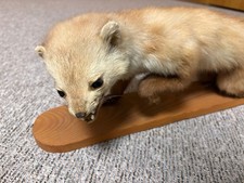 Steinmarder mit kleinem
