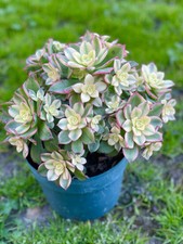 Aeonium Kiwi Variegated 2-3”
