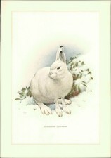 Kunstdruck - Offsetdruck. Franz Murr : SCHNEEHASE - Lepus timidus Linné. Farboff