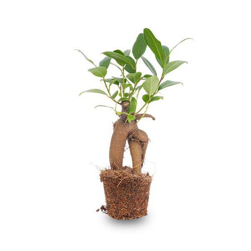 Chinesische feige ficus - chinesische,