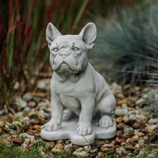 Hund französische bulldogge - hund,