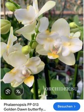 Orchidee Phalaenopsis Golden Dawn Pelosch   Warmversand 